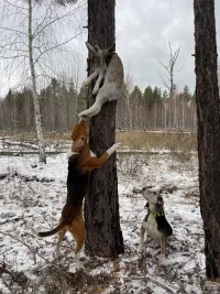 Щенки эстонской гончей от рабочих родителей.