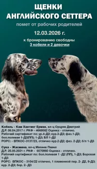 Щенки Английского сеттера
