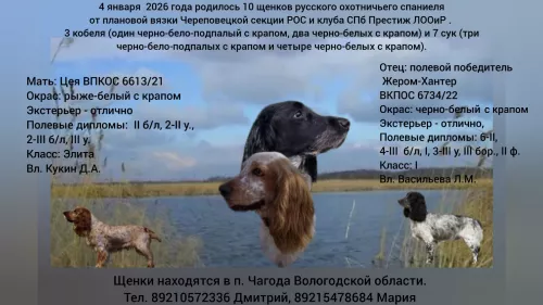 Щенки русского охотничьего спаниеля