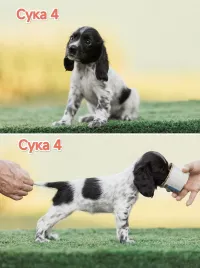 Русский охотничий спаниель ЩЕНКИ