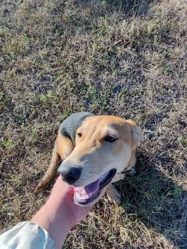 Русская гончая