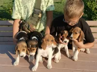 Щенки Эстонской гончей