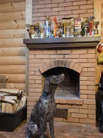 Щенок немецкого курцхаара