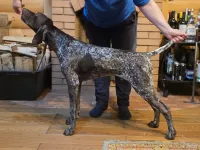 Щенок немецкого курцхаара