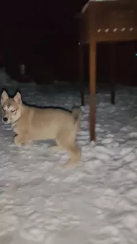 Щенки лайки западно-сибирские от Чемпиона