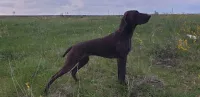 бета
