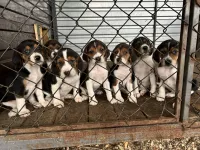 Щенки эстонской гончей от рабочих родителей.