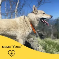Щенки западносибирской лайки