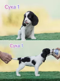 Русский охотничий спаниель ЩЕНКИ