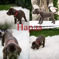 Продажа немецкого дратхара