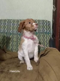 Щенки бретонский эспаньоль