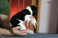 Щенки Английского пойнтера 