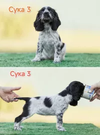 Русский охотничий спаниель ЩЕНКИ