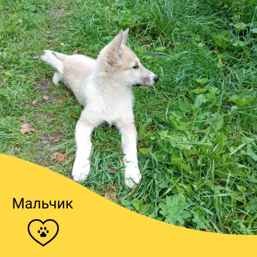 Щенки западносибирской лайки