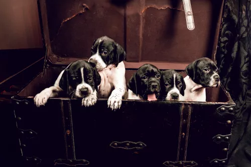 Щенки Английского пойнтера 