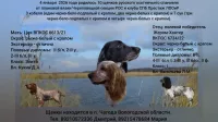 Щенки русского охотничьего спаниеля