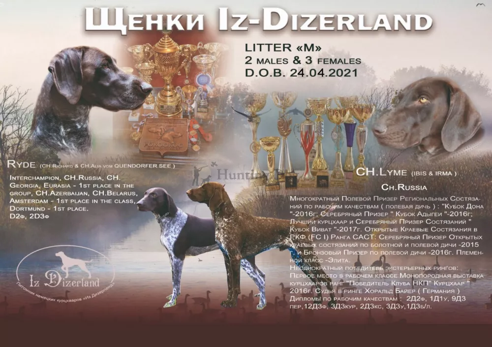 Объявление «Щенки породы куцхаар в питомнике IZ DIZELAND» - 1 фотография
