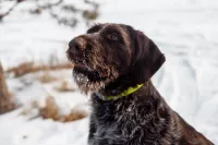 Щенки Дратхаара с документами РОРС от рабочей пары.