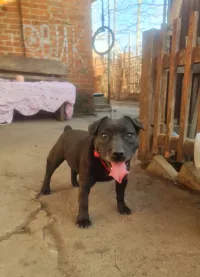 Щенки Паттердейл терьера