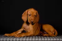 Щенки Венгерской выжлы