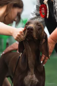 Молодой племенной кобель 