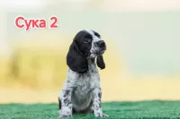 Русский охотничий спаниель ЩЕНКИ