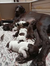 Щенки курцхаара