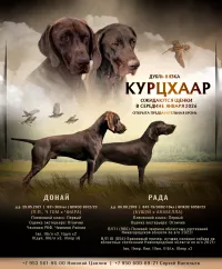 Щенки курцхаара