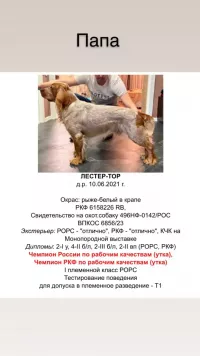Русский охотничий спаниель щенки