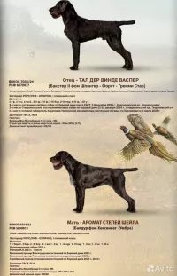 Продажа немецкого дратхара