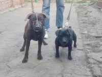 Щенки Паттердейл терьера