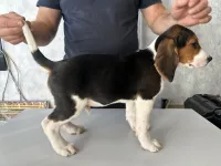 Щенки эстонской гончей от рабочих родителей.