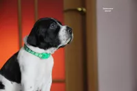 Щенки Английского пойнтера 