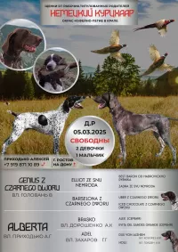 Породистые щенки немецкого курцхаара
