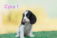 Русский охотничий спаниель ЩЕНКИ