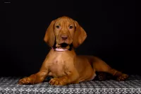 Щенки Венгерской выжлы