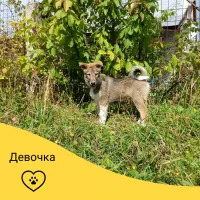 Щенки западносибирской лайки