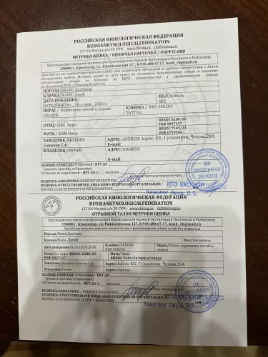 продажа щенков Драатхара