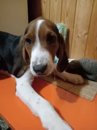 Подращенные щенки эстонской гончей