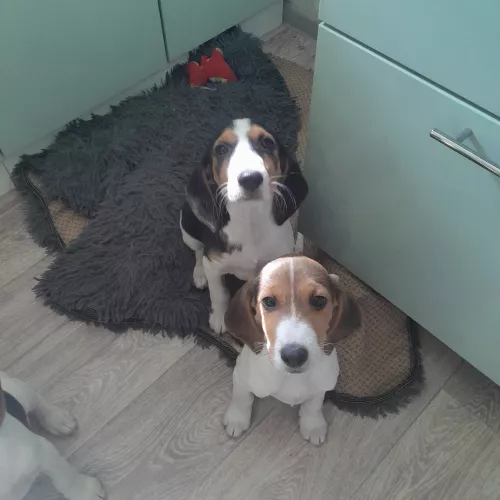 Эстонская гончая щенки на продажу