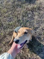 Русская гончая