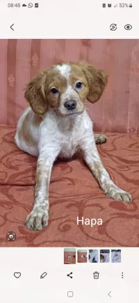 Щенки бретонский эспаньоль