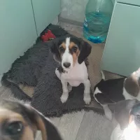 Эстонская гончая щенки на продажу