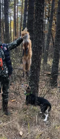 Щенки эстонской гончей от рабочих родителей.