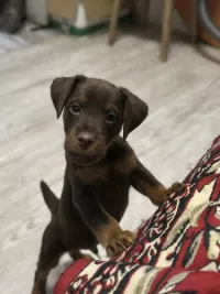 Продам щенков ягдтерьера