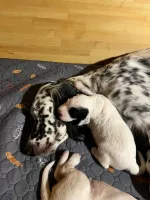 Щенки Английского сеттера