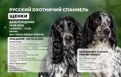 Русский охотничий спаниель ЩЕНКИ
