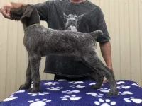 Щенки Дратхаара с документами РОРС от рабочей пары.