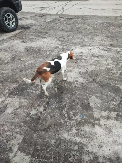 Найдена потеряшка - Эстонская гончая / Русская гончая пегая