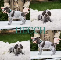 Продажа немецкого дратхара